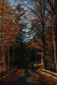 People walking on footpath in forest during autumn