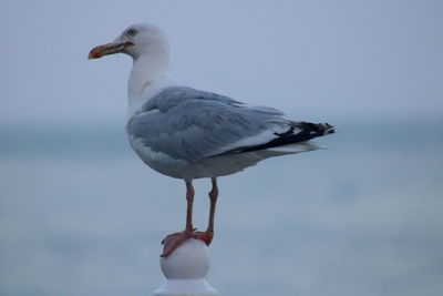 Close-up of seagull perching outdoors