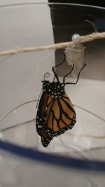 Close-up of butterfly on glass