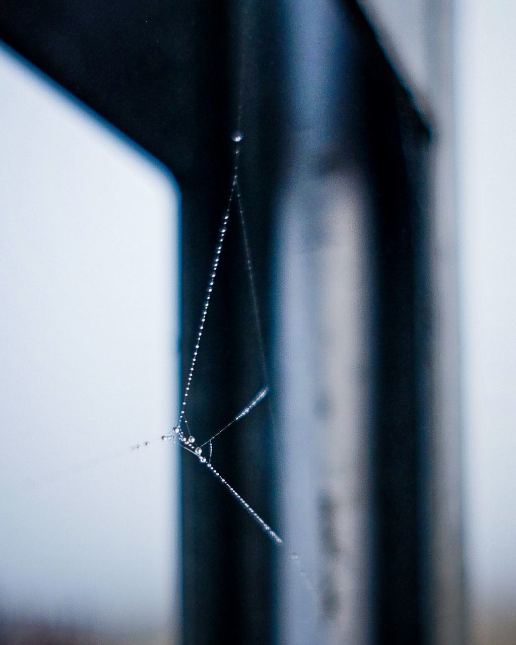 CLOSE-UP OF A SPIDER