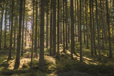 Trees in forest