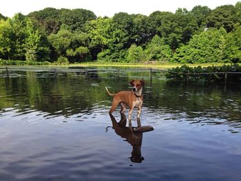 Reflection of trees in water