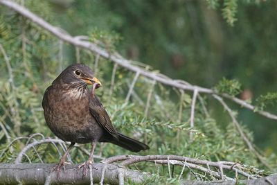 Bird perching on tree