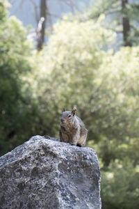 Squirrel sitting on rock