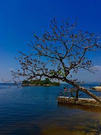 Tree by lake against clear blue sky