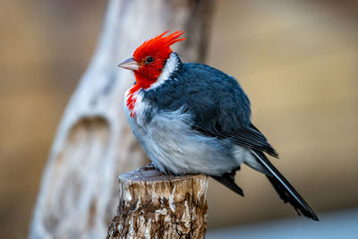 Close-up of bird perching on wooden post