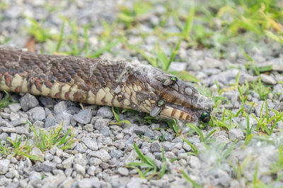 Dead snake on the nature trail has flies on it in the bright sun