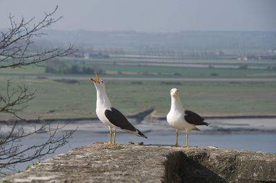 Pair of seagull perching on rock at mont saint-michel