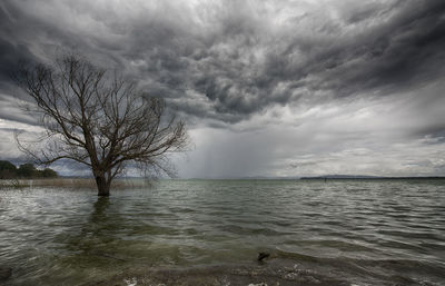 View of bare tree on sea against cloudy sky