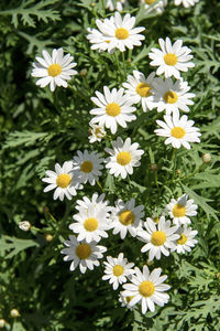 Close-up of daisy flowers