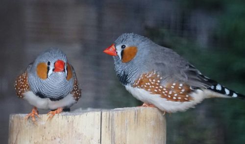 Close-up of bird perching on branch