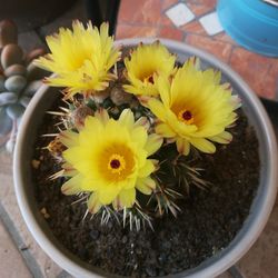 High angle view of yellow flower in pot