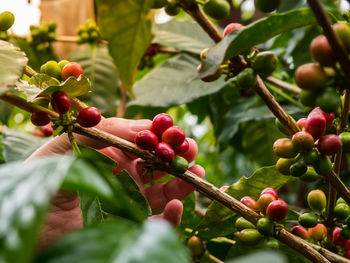 Farmer hand with red coffee beans of a coffee plant in colombia