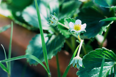 Close-up of white flowering plant