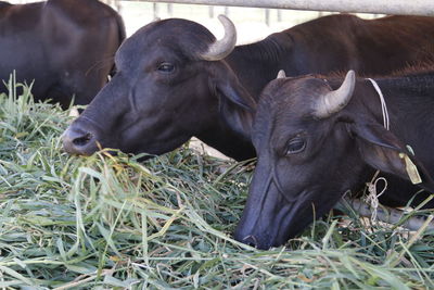 Close-up of cow