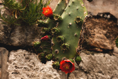 Close-up of red cactus plant growing on field