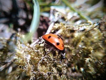 Close-up of ladybug