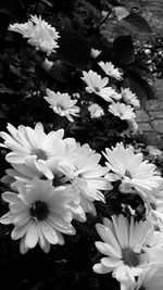 Close-up of white flowers