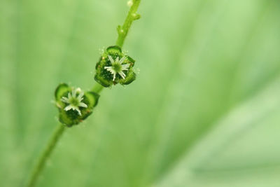 Close-up of plant