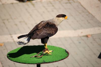 Close-up of bird perching outdoors