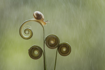 Close-up of snail on plant during rainfall