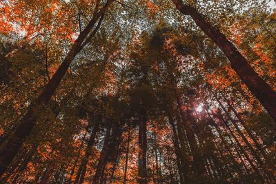 Low angle view of trees in forest during autumn