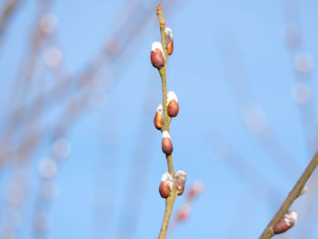 Close-up of flower buds growing outdoors