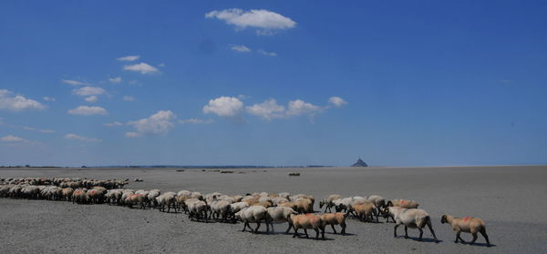 Flock of sheep on landscape