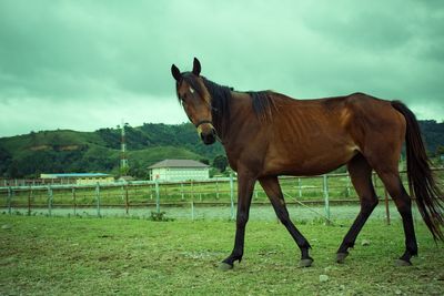 Horse standing in ranch