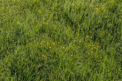 Full frame shot of grassy field