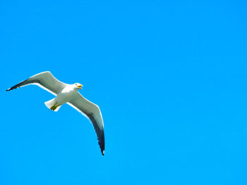 Low angle view of kite flying against blue sky