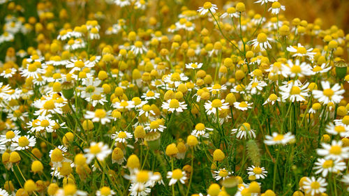 Close-up of yellow flowering plants on field