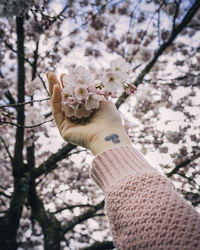 Close-up of hand holding cherry blossom tree