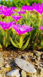 Close-up of purple flowers