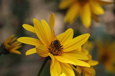 Close-up of bee on yellow flower