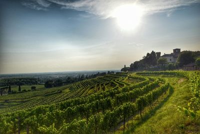 Scenic view of fresh vineyard against sky in friuli-venezia giulia