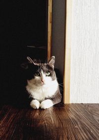 Portrait of cat on wooden floor