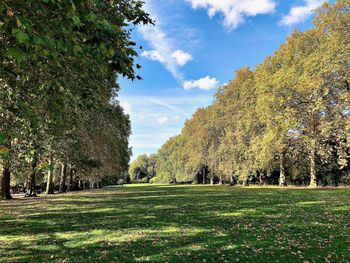 Trees on field against sky