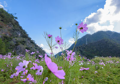 Close-up of pink flowers