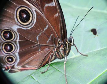 Close-up of butterfly