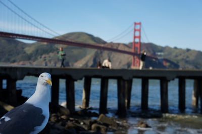 Close-up of seagull against golden gate bridge over bay