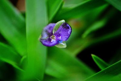 Close-up of purple flower blooming outdoors