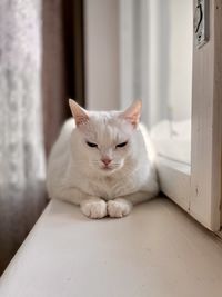 Sleepy cat in the apartment under the rays of the sun