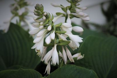 Close-up of white flowers