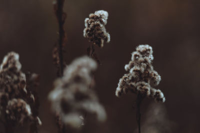 Close-up of snow on plant