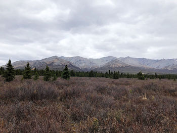 Scenic view of field against sky