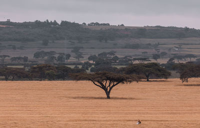 View of trees on field against sky