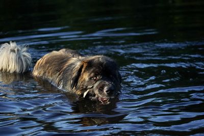 Dog swimming in lake