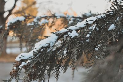 Close-up of frozen tree against mountain