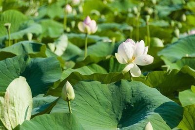 Close-up of white lotus water lily